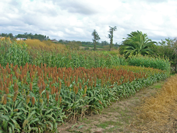 En 2012 se sembraron 400.000 hectáreas de sorgo en Uruguay