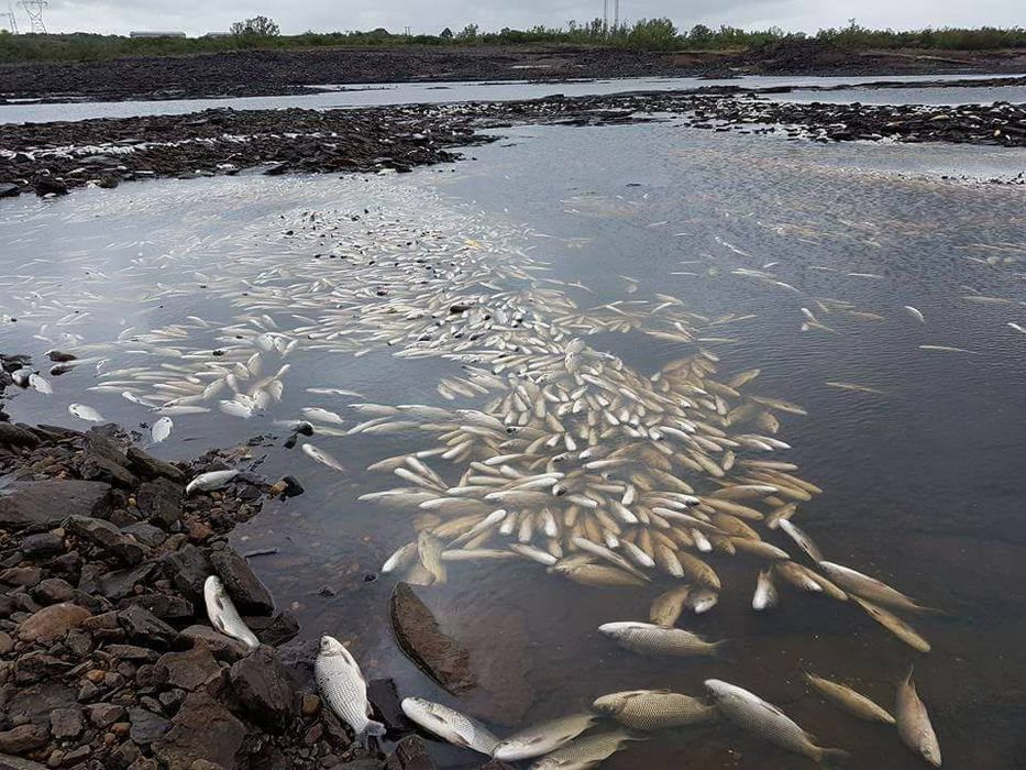 Diputados Gerardo Amarilla y José Andrés Arocena piden informes ante mortandad de peces en el Río Negro