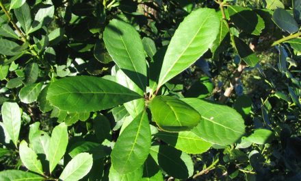 Todo lo que debe saber sobre la historia de la yerba mate en el Uruguay