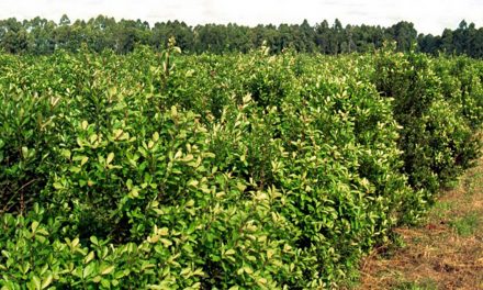 Proyecto de César Vega promueve la producción nacional de Yerba Mate