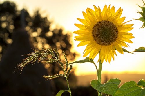 ambiente girasol