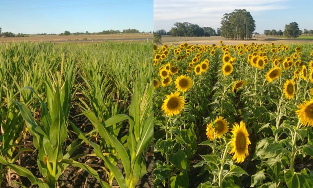 Escuela Agraria Sarandí Grande experimenta con nuevos cultivos híbridos de maíz y girasol