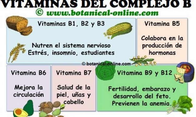 Las Virtudes de la Vitamina B: Beneficios para la Salud y el Bienestar