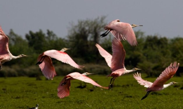 Encuentro de Observadores de Aves: Días y lugar de este peculiar encuentro con la naturaleza