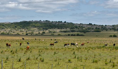 emergencia agropecuaria Uy