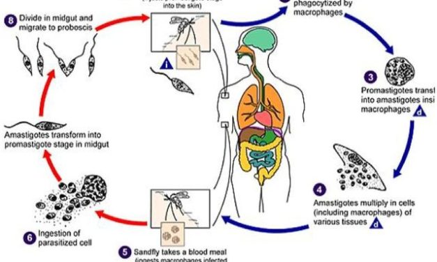 Leishmaniasis visceral: una mirada integral desde el concepto Una Salud