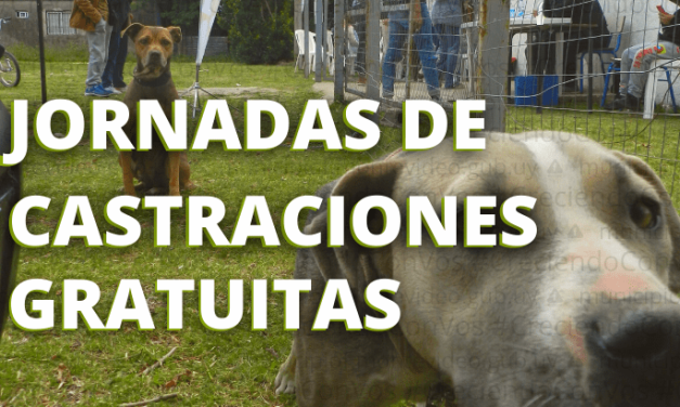 Castraciones de perro y gatos en Municipio de Cerro de las Cuentas