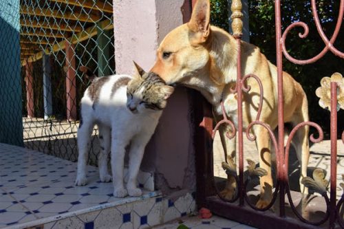 gato y perro