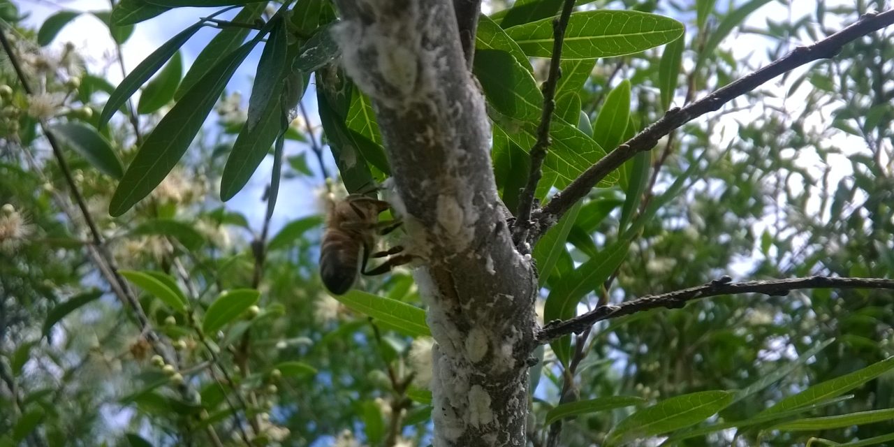 FACULTAD DE QUÍMICA DETECTA SUSTANCIA NATURAL QUE CAUSA ENFERMEDAD QUE AFECTA A  ABEJAS Y A LA INDUSTRIA APÍCOLA