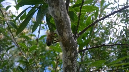 Abeja alimentandose de excereciones de Epormenis sobre sarandi