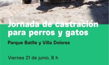 Jornada de Castración para Perros y Gatos: ¿dónde y cuándo?