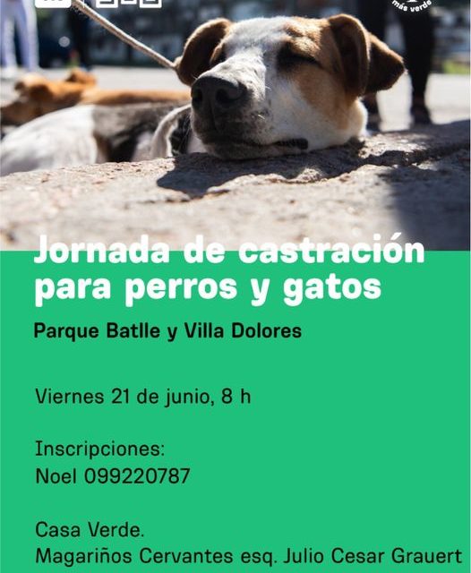 Jornada de Castración para Perros y Gatos: ¿dónde y cuándo?