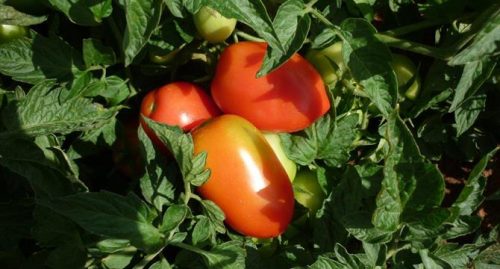 INIA tomates