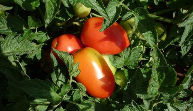 ¿Cuáles son las propiedades del tomate?