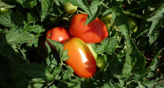 ¿Cuáles son las propiedades del tomate?