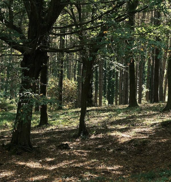 El árbol como fuente de vida