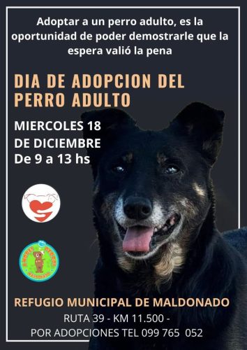 adopción perros adultos