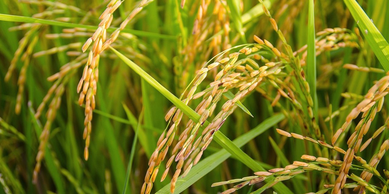 Arroz: Uruguay es uno de los países con mayor rendimiento por hectárea en el mundo