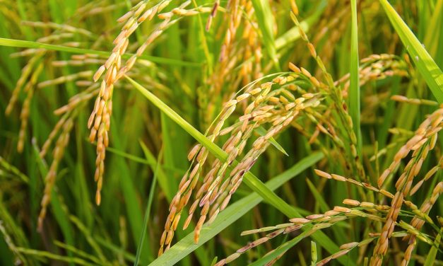 Arroz: Uruguay es uno de los países con mayor rendimiento por hectárea en el mundo