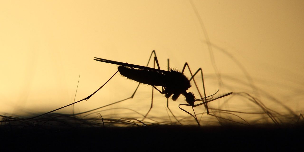 Científica uruguaya destacada en la revista Nature por su trabajo contra enfermedades transmitidas por insectos