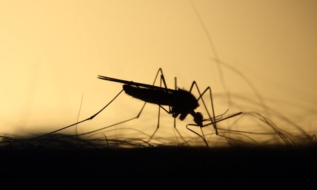 Científica uruguaya destacada en la revista Nature por su trabajo contra enfermedades transmitidas por insectos