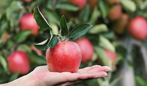 mujer manzana