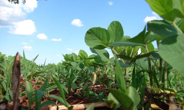 Producción de soja estimada en 3.176.854 toneladas, un valor de los más altos registrados para el cultivo